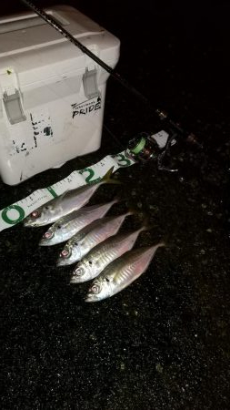 中アジばかりのアジング楽しい!