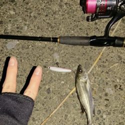 探そうぜ！シーバスボール！