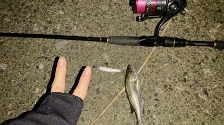 探そうぜ！シーバスボール！