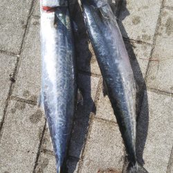 ぶらサゴシ！！