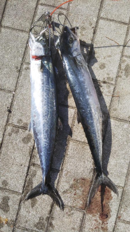 ぶらサゴシ！！