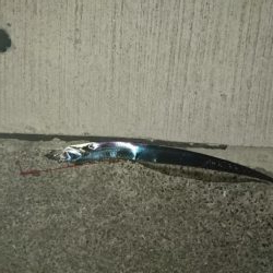 秋イカの当たりが