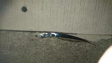 秋イカの当たりが