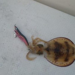 ボートエギング