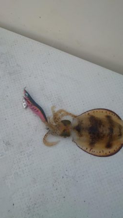 ボートエギング