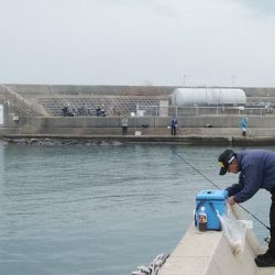 7時から江井ヶ島のキス調査