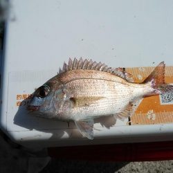 強風の江井ヶ島釣行