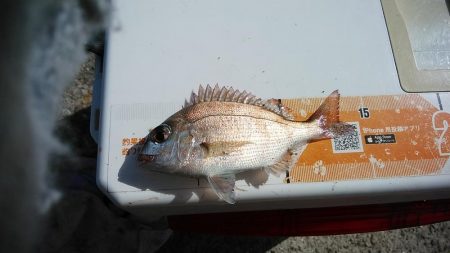 強風の江井ヶ島釣行