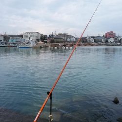 僅かな時合いを捉える事が出来ました