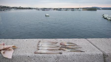 １４時から江井ヶ島のキス調査