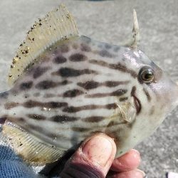 東二見白灯台波止へキス調査