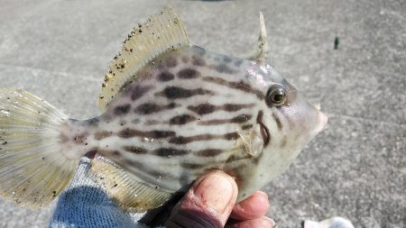 東二見白灯台波止へキス調査