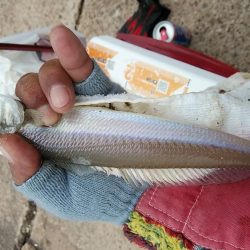 江井島のキス調査