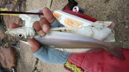 江井島のキス調査