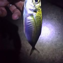 久しぶりのタチウオは厳しかった。