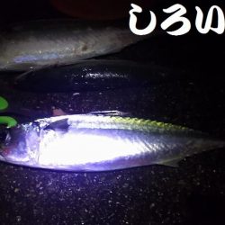 お刺身食べたい！まだいてる？！