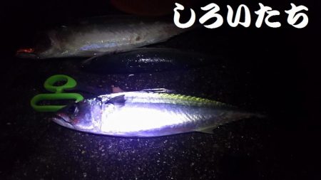 お刺身食べたい！まだいてる？！