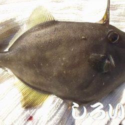 チヌ釣りに行ったんですが。