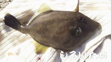 チヌ釣りに行ったんですが。