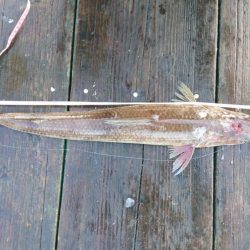 サゴシとエソ。筏でショアジギテンヤウキサビキ何でも