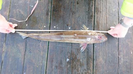 サゴシとエソ。筏でショアジギテンヤウキサビキ何でも