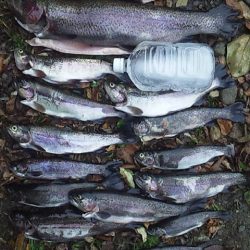 管理渓流釣り場