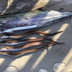 サゴシもアナゴも一回り成長！