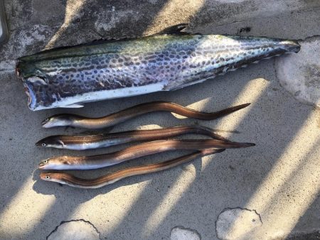 サゴシもアナゴも一回り成長！