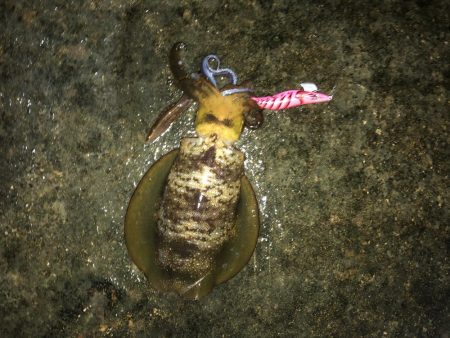 イカさんご機嫌　ラッキーあり