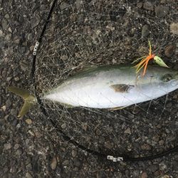 メジロハマチサゴシ