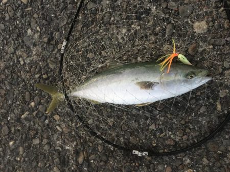 メジロハマチサゴシ