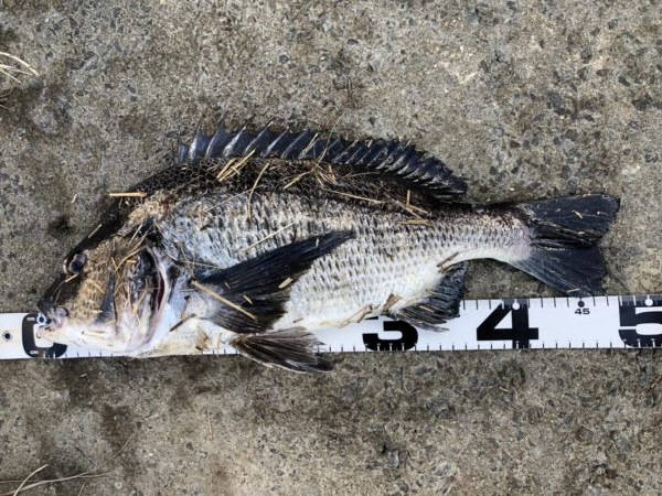 イチノ兄弟、釣果！