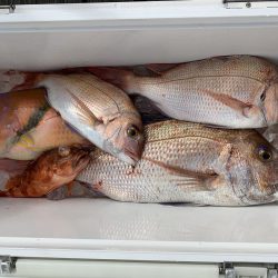 ライトジギング釣行