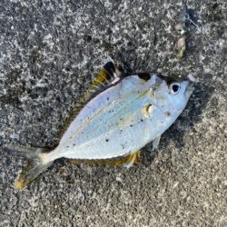 マイクロテンヤ五目