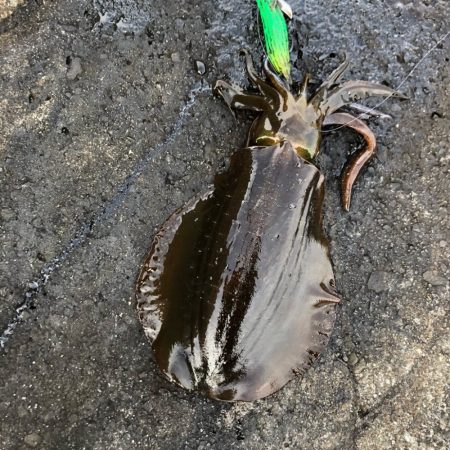 2020 佐渡ヶ島エギング 38回目