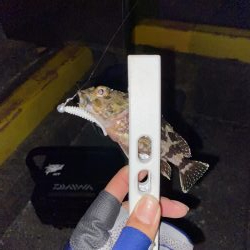 倉橋でアジング