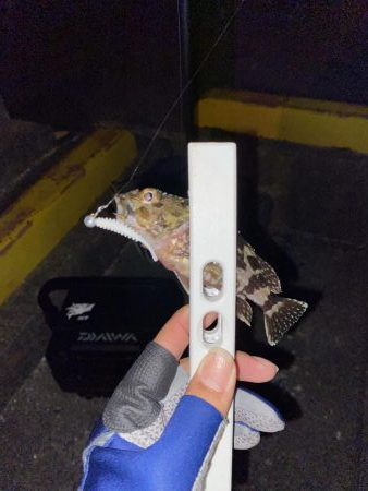 倉橋でアジング