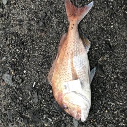 丘からえげつない真鯛!