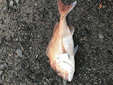 丘からえげつない真鯛!