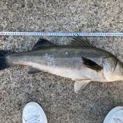 シーバスデビュー