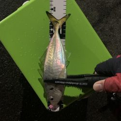 アジングからの〜ショアジギ