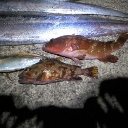 ドラゴンゲット