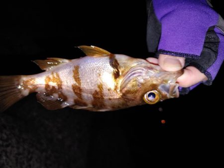 アジング自己最多!