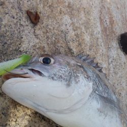 フラットフィッシュゲーム