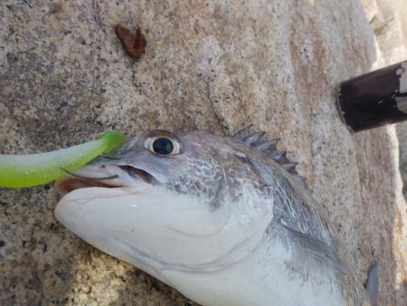 フラットフィッシュゲーム