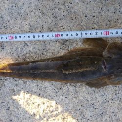 フラットフィッシュゲーム③