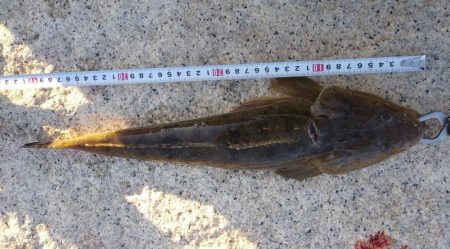 フラットフィッシュゲーム③