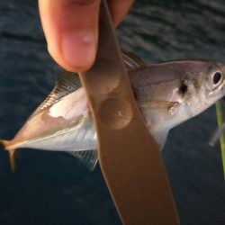 タチはまだまだ