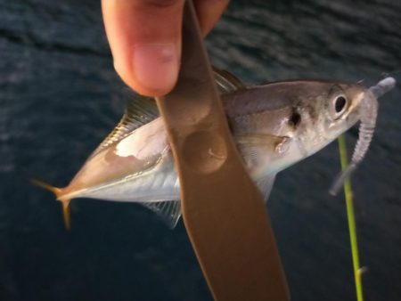 タチはまだまだ