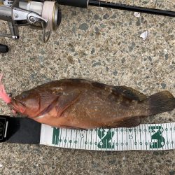 デイでアジと根魚がRIDEON!